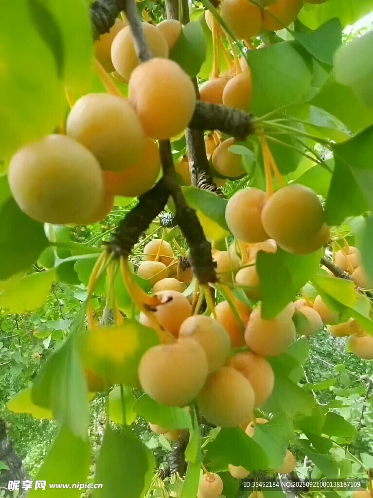 銀杏栽培