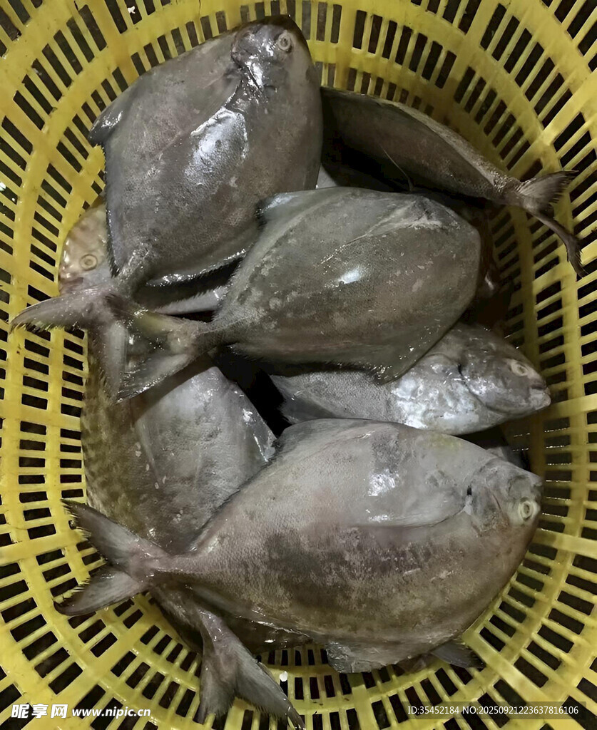 鯧魚