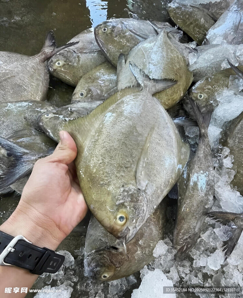 鯧魚