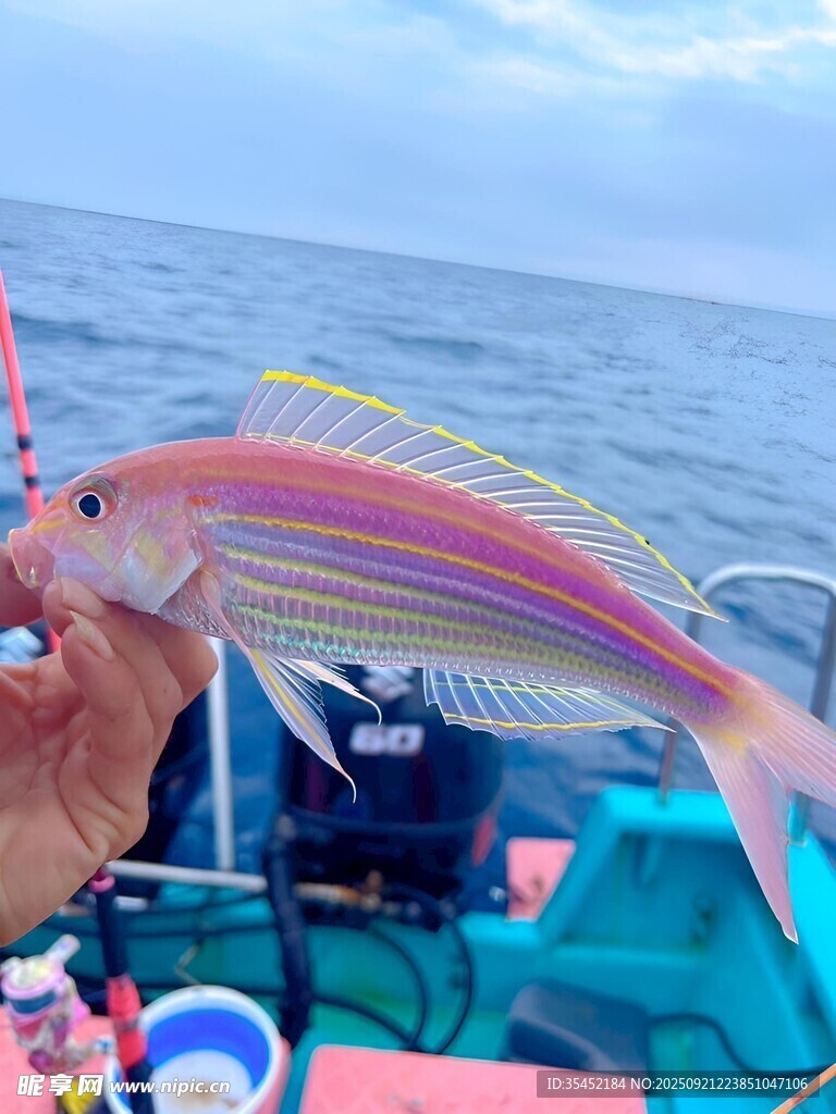 金線魚 