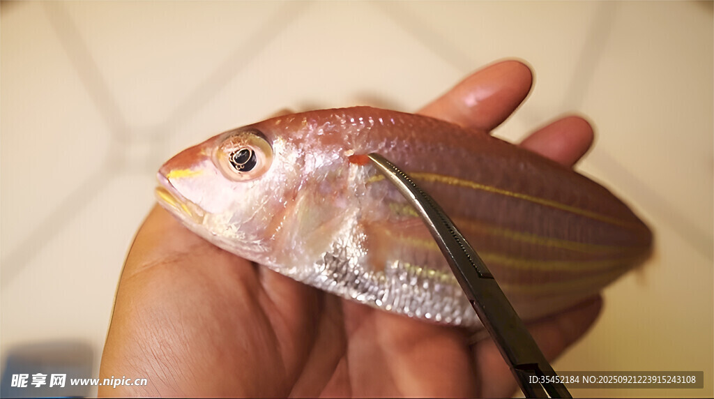 金線魚