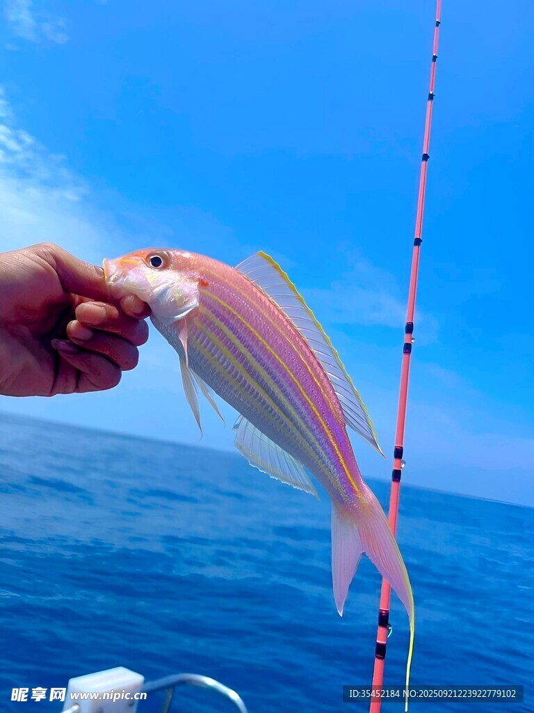 金線魚 
