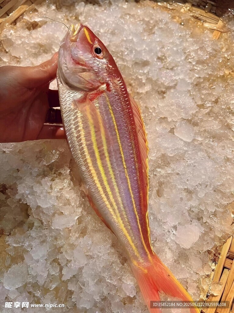 金線魚