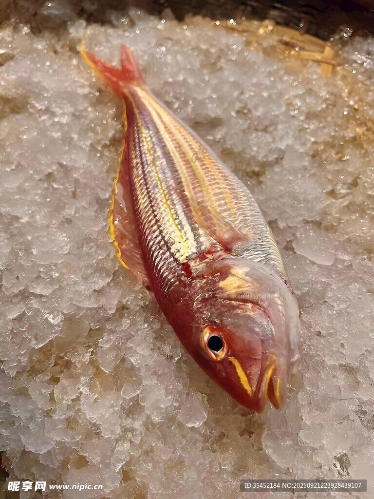 金線魚 