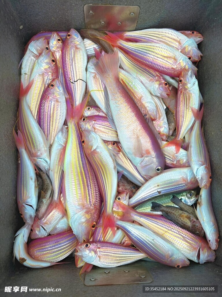 金線魚