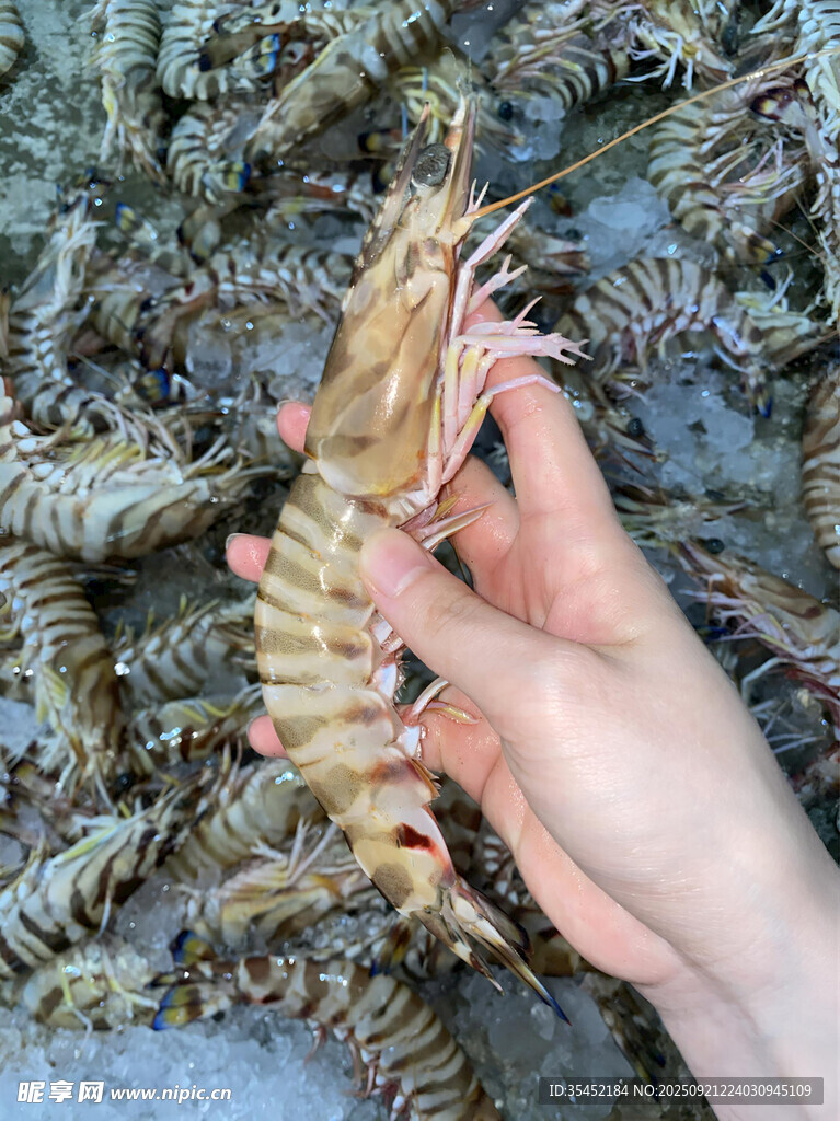 九節(jié)蝦
