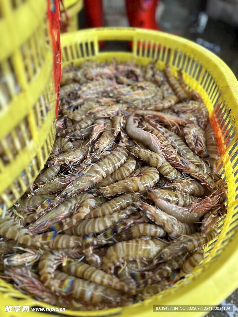 對(duì)蝦