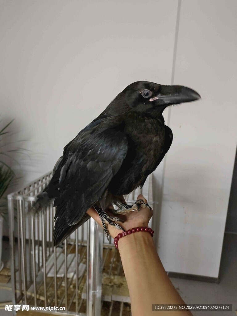手托黑烏鴉 渡鴉