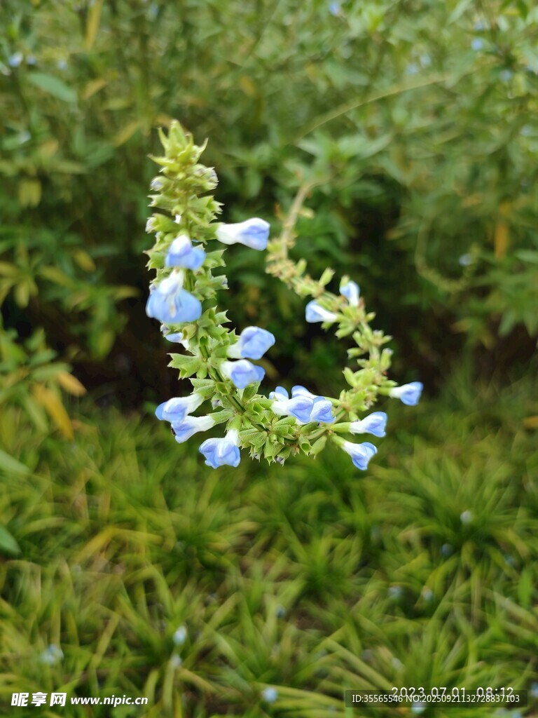 藍花綻放于翠綠草叢中