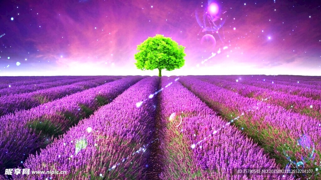 夢幻紫色花田中的孤獨(dú)綠樹