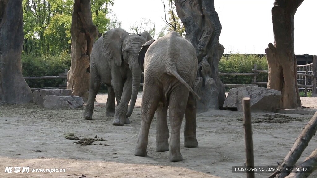 動(dòng)物園里的大象