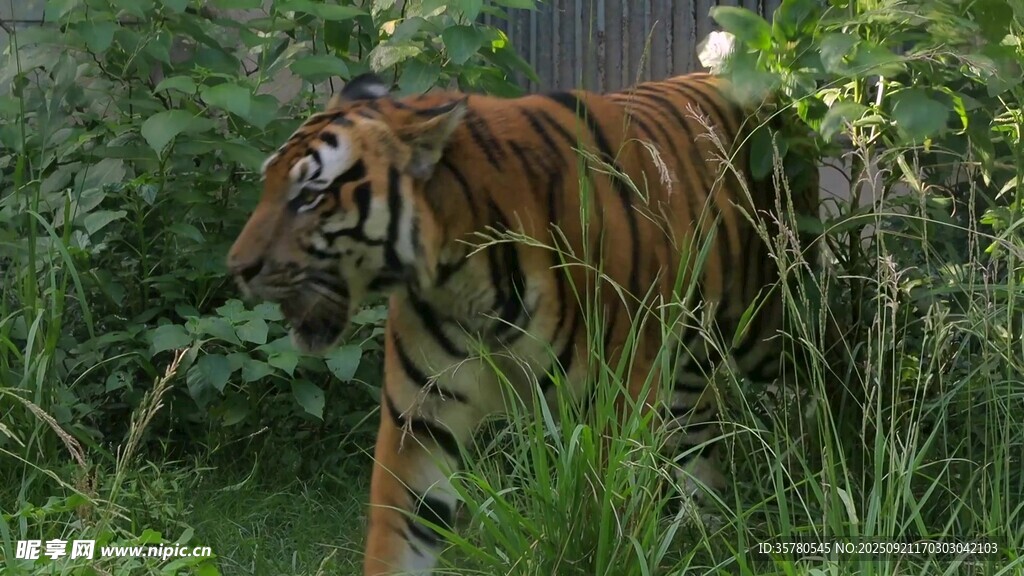 野生動物視頻
