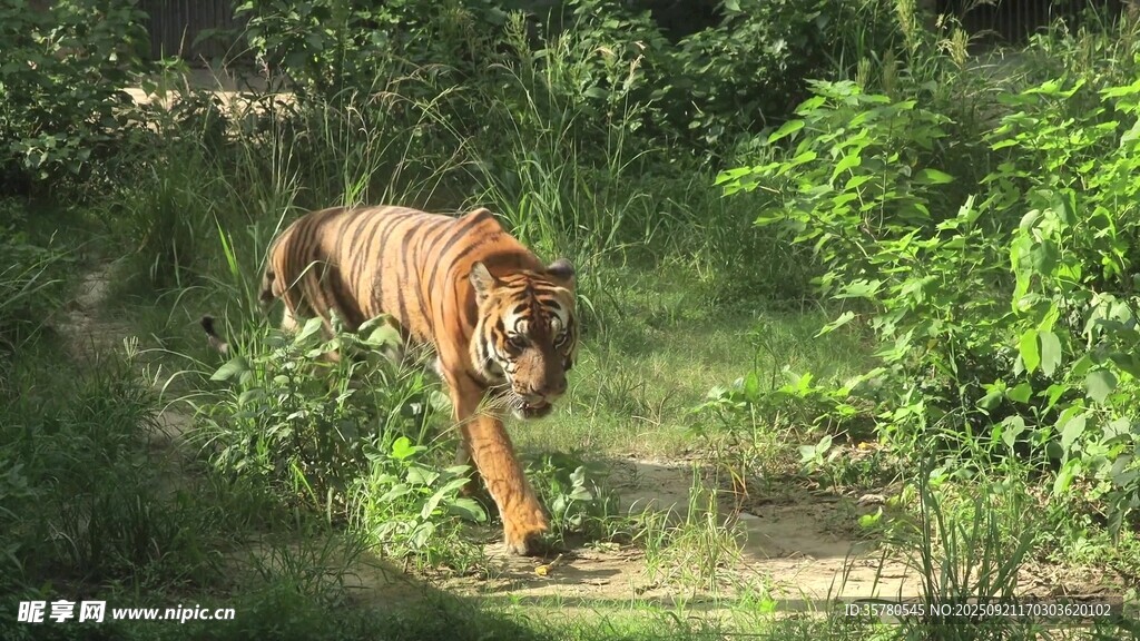叢林中漫步的斑斕猛虎