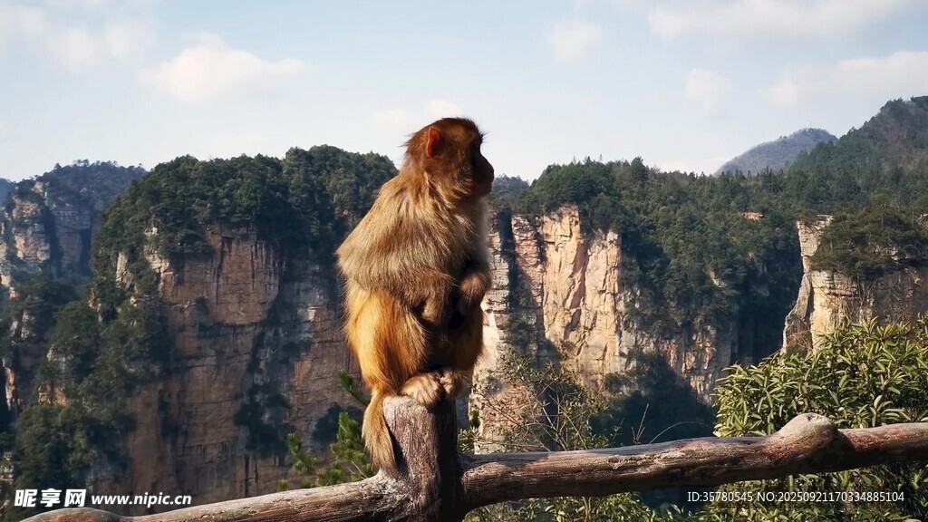 野生動物視頻