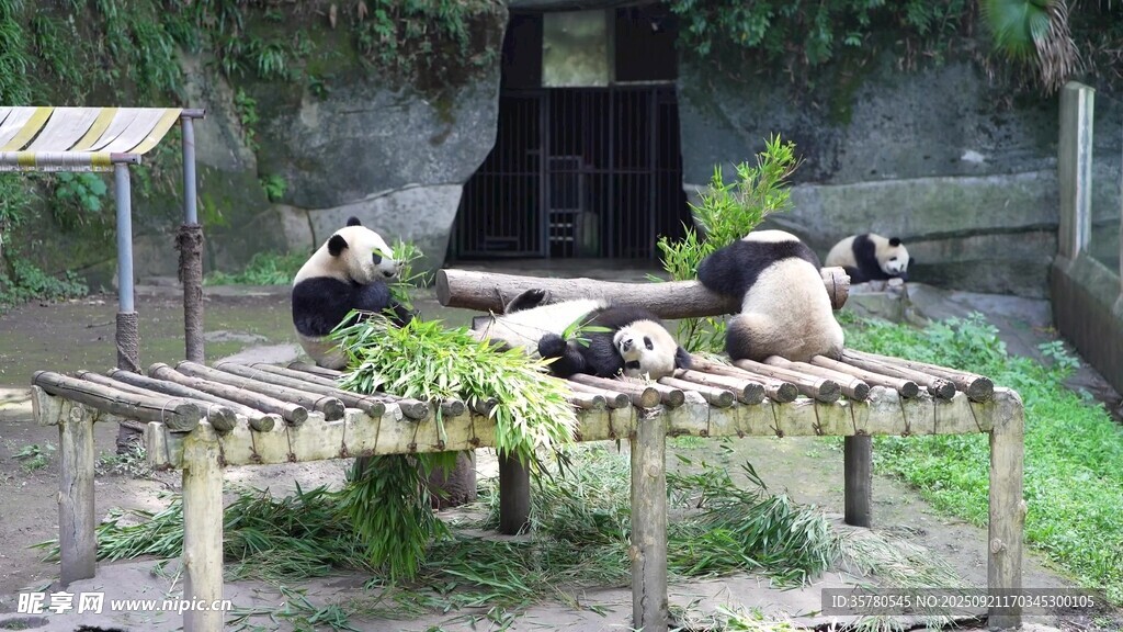 熊貓?jiān)趹敉庥崎e休憩