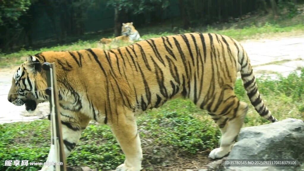 漫步草地的斑斕猛虎