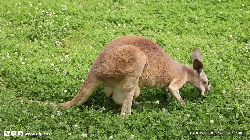 草地上覓食的棕色袋鼠
