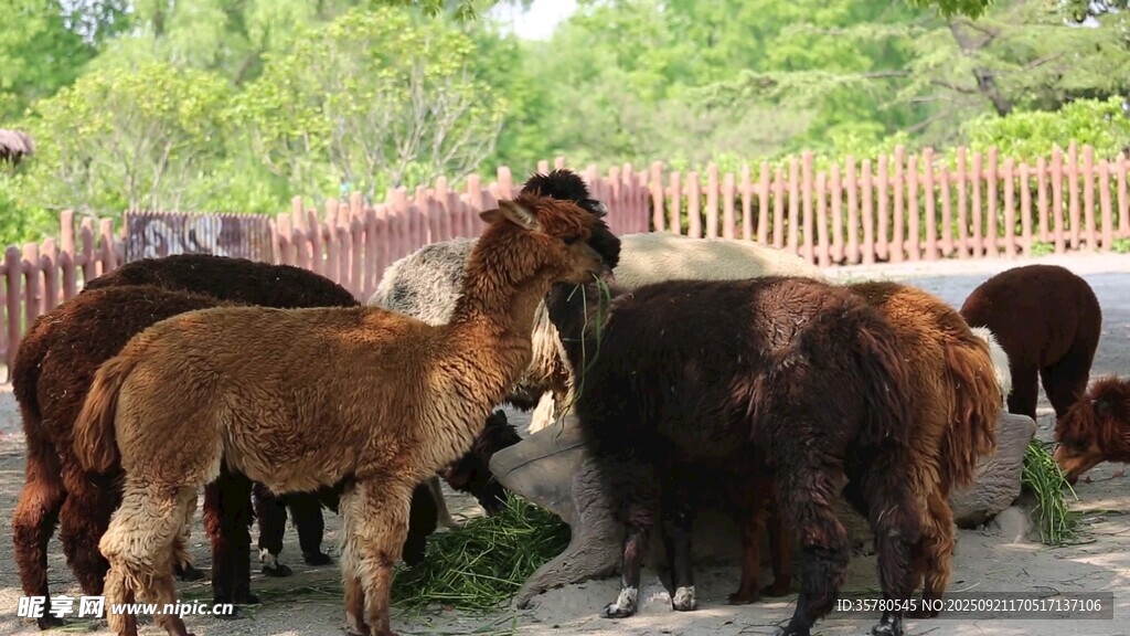 野生動物視頻