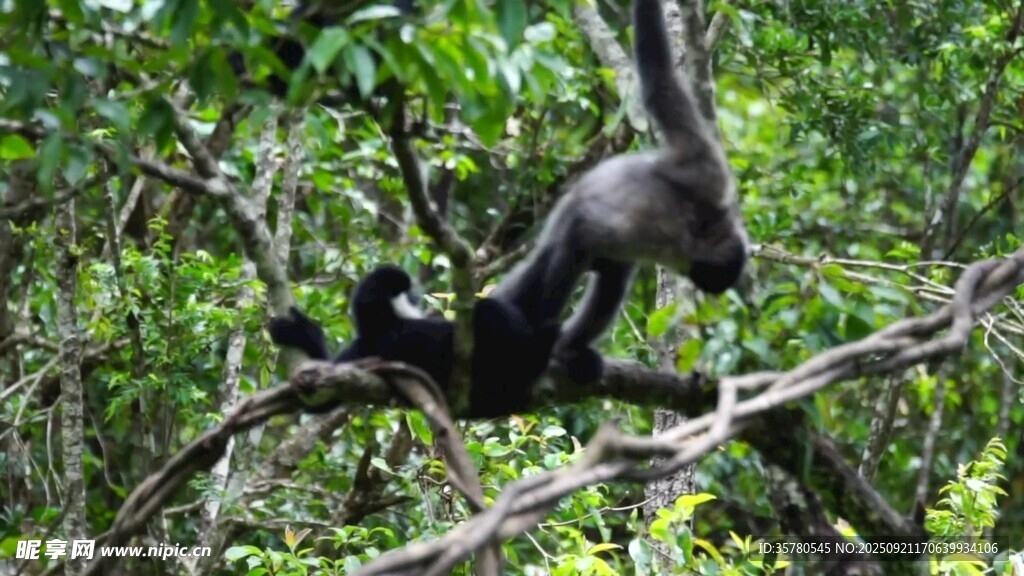 野生動物視頻