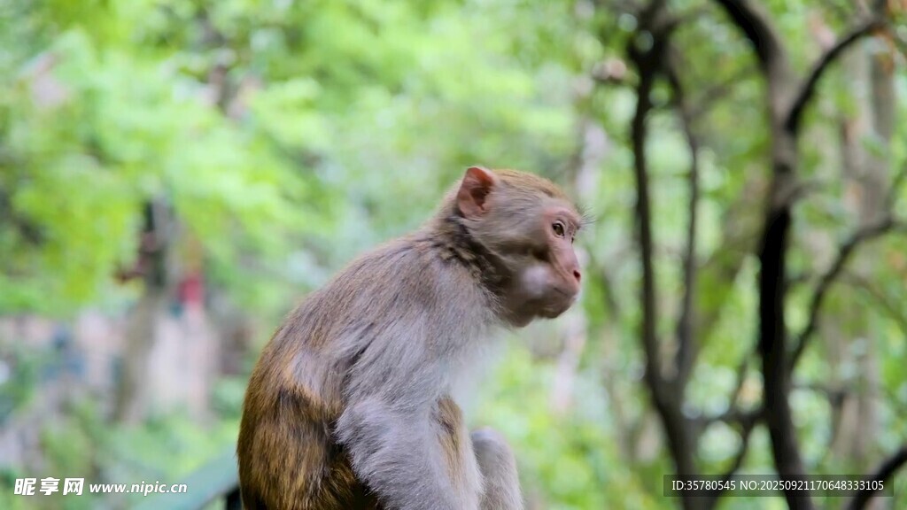 林中猴子獨坐