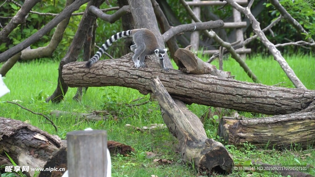 野生動物視頻