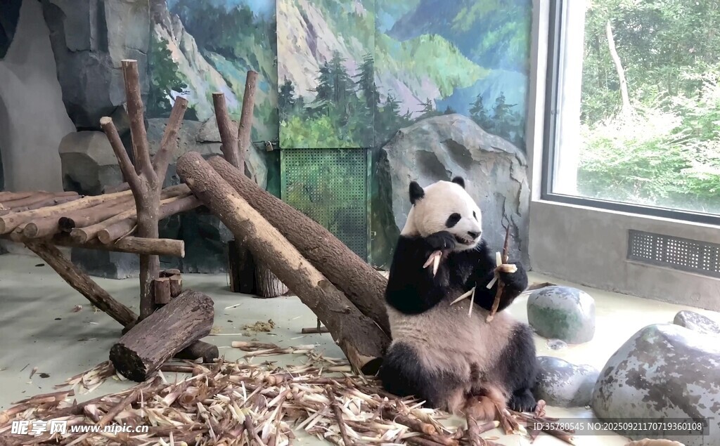 可愛(ài)熊貓坐于木枝旁
