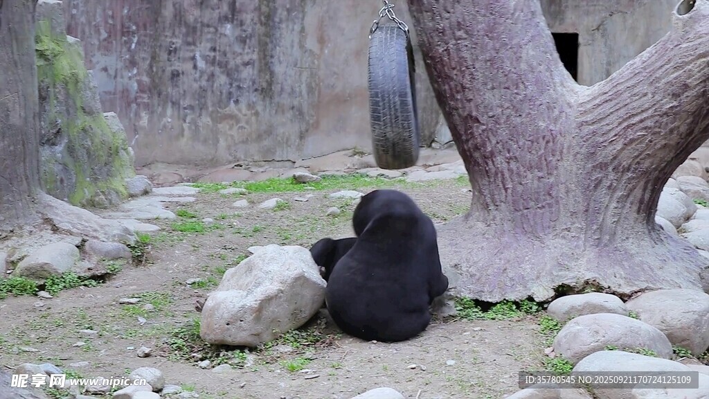 樹下休憩的可愛黑色小獸