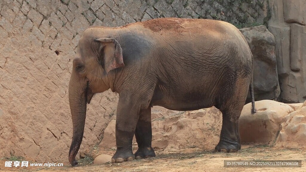動(dòng)物園中的單只大象