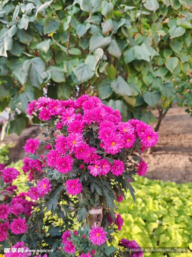 艷麗紫花綻放于綠植間