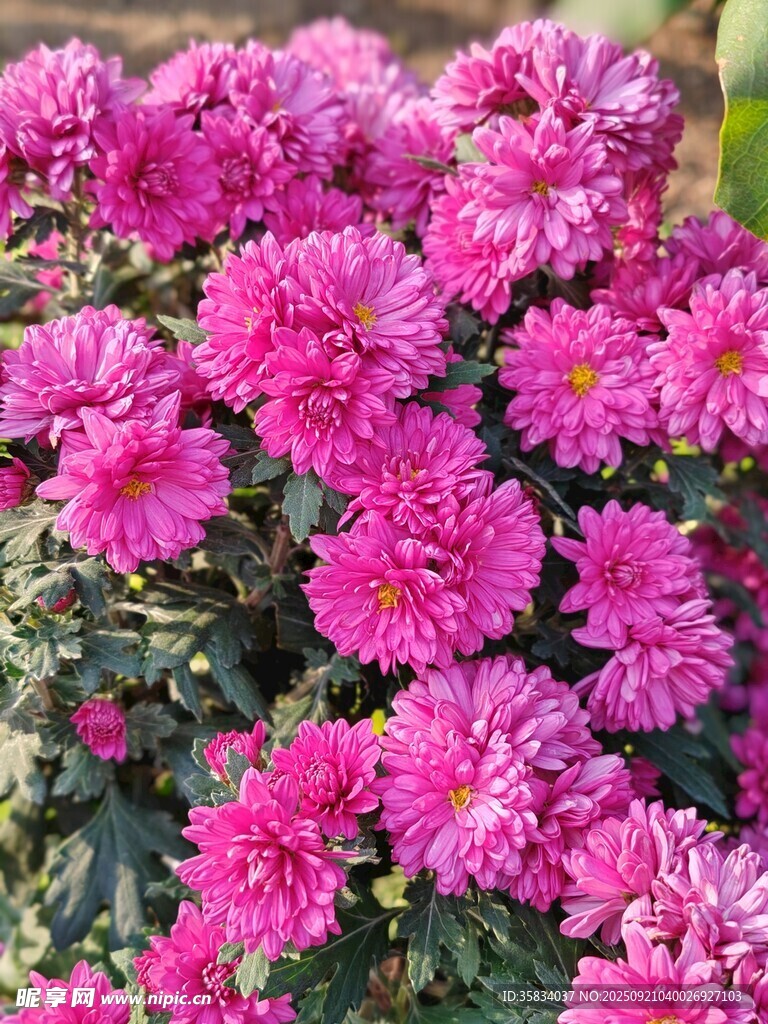 艷麗粉色菊花綻放