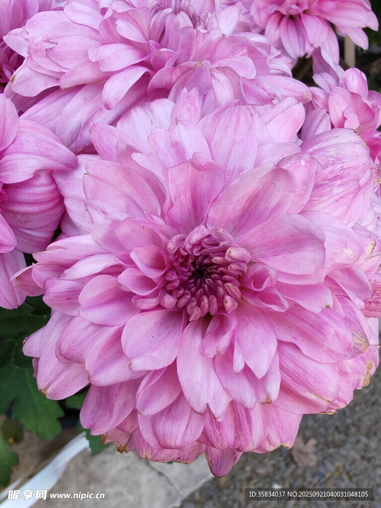 粉色菊花特寫
