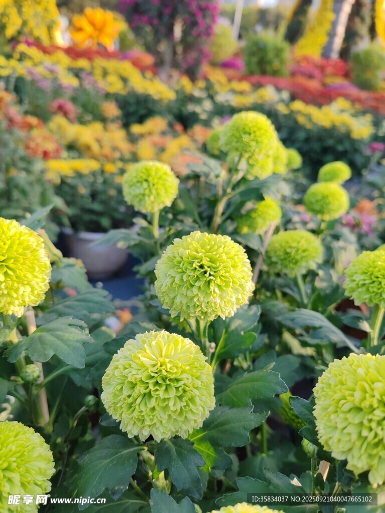 清新綠菊綻放花園