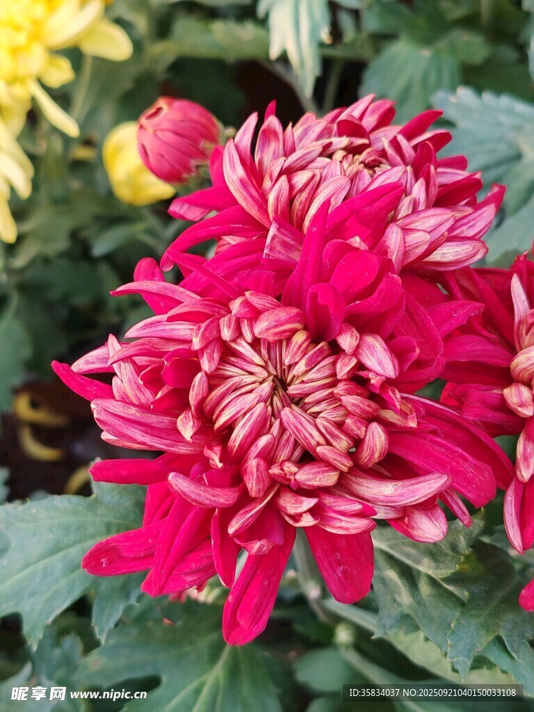 艷麗紅菊花綻放