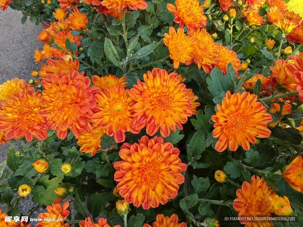 鮮艷橙色菊花綻放