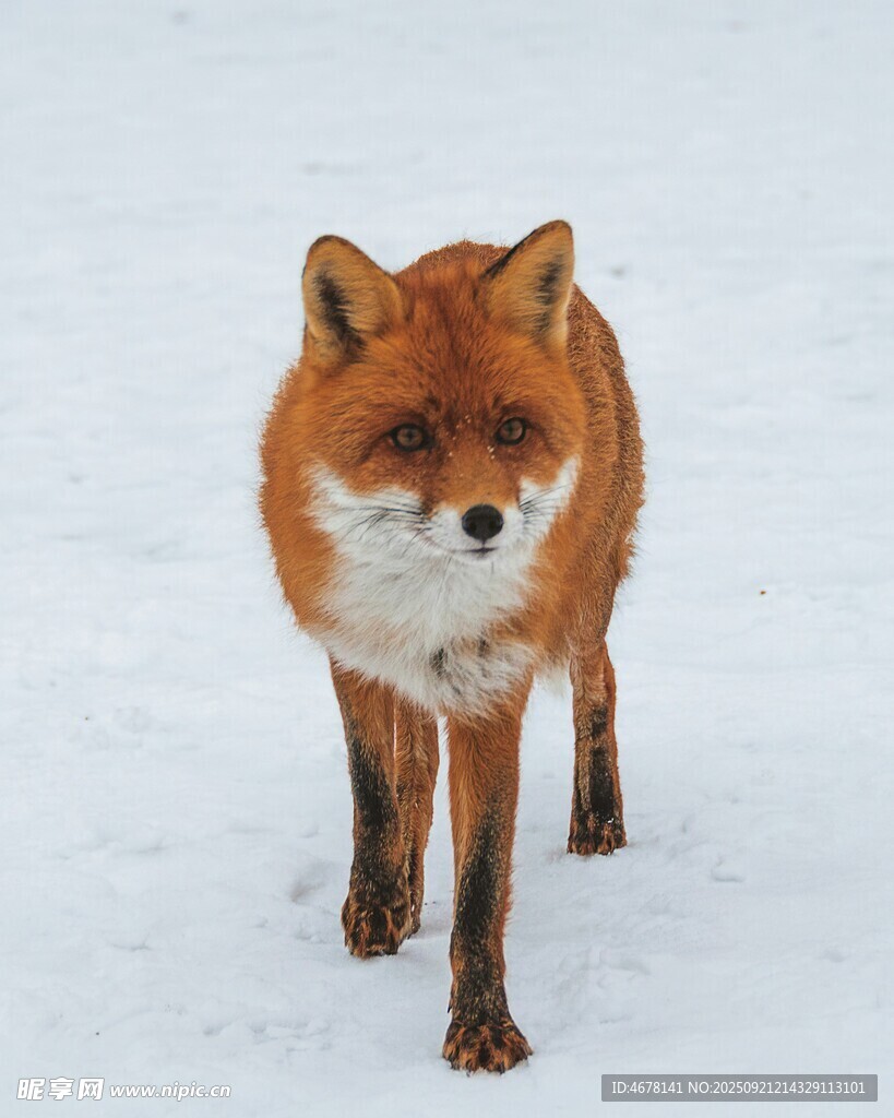雪地中的紅狐貍