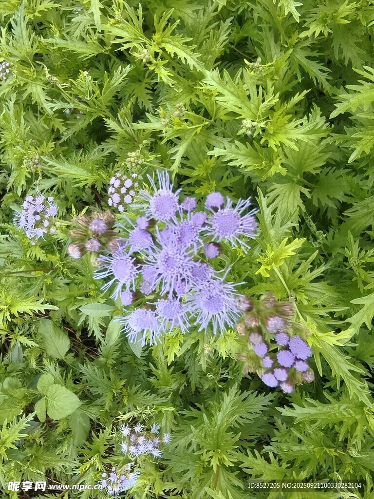 綠葉間的紫色小花