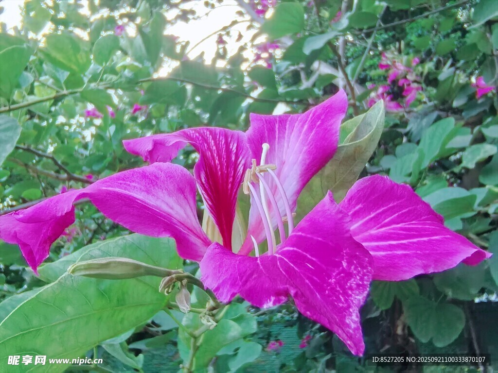嬌艷綻放的粉色美麗花卉