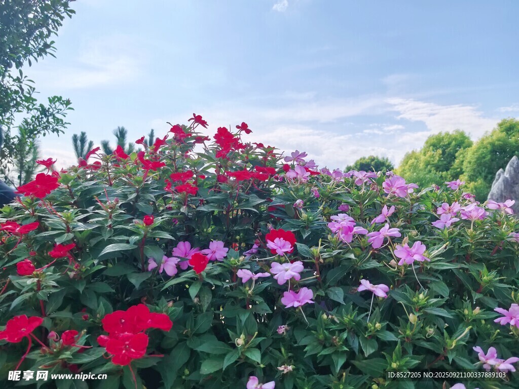 多彩花卉綻放美麗景象