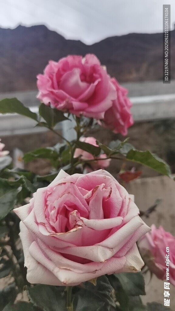 嬌艷綻放的粉色月季花