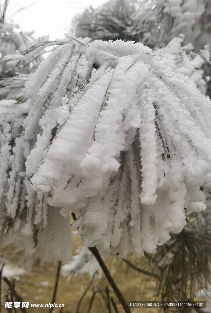 枝頭覆雪冬日美景如畫