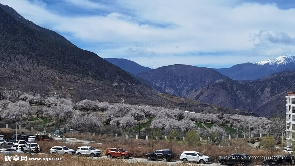 山間爛漫花海與停放車輛