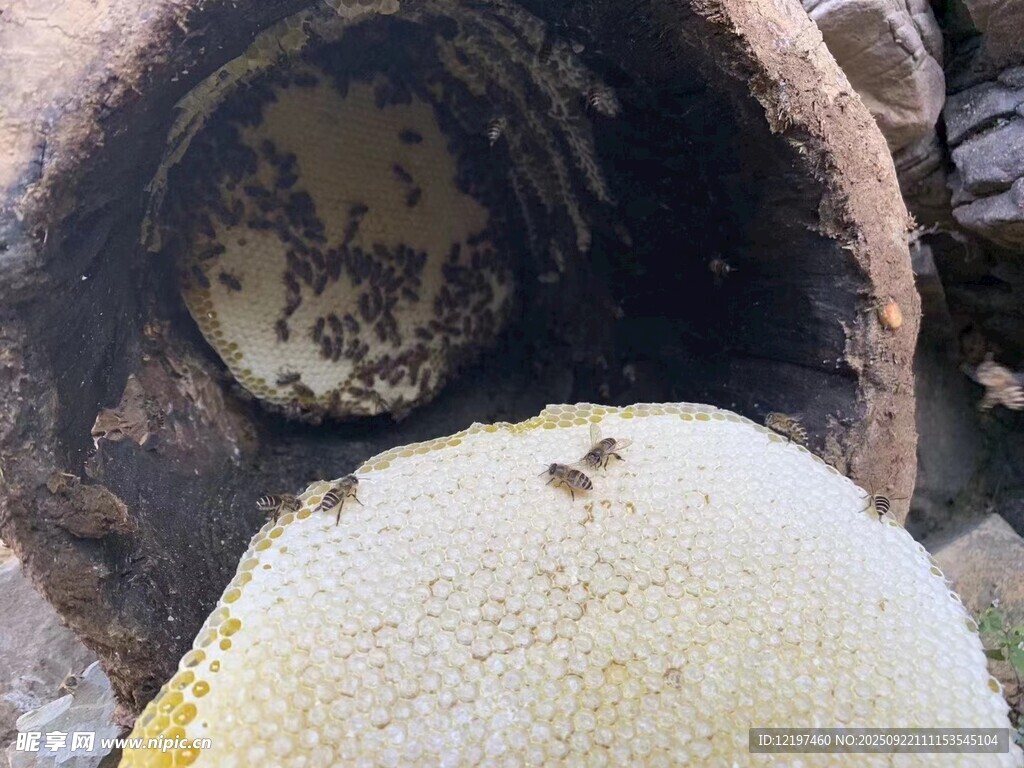 大蜂巢與蜂巢旁的大果實