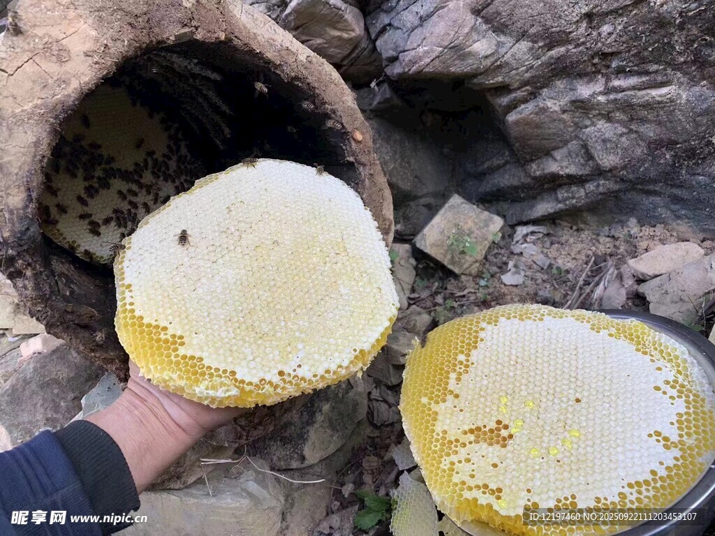 天然蜂巢蜜醇厚誘人