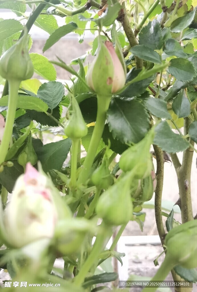 含苞待放的嬌嫩月季花