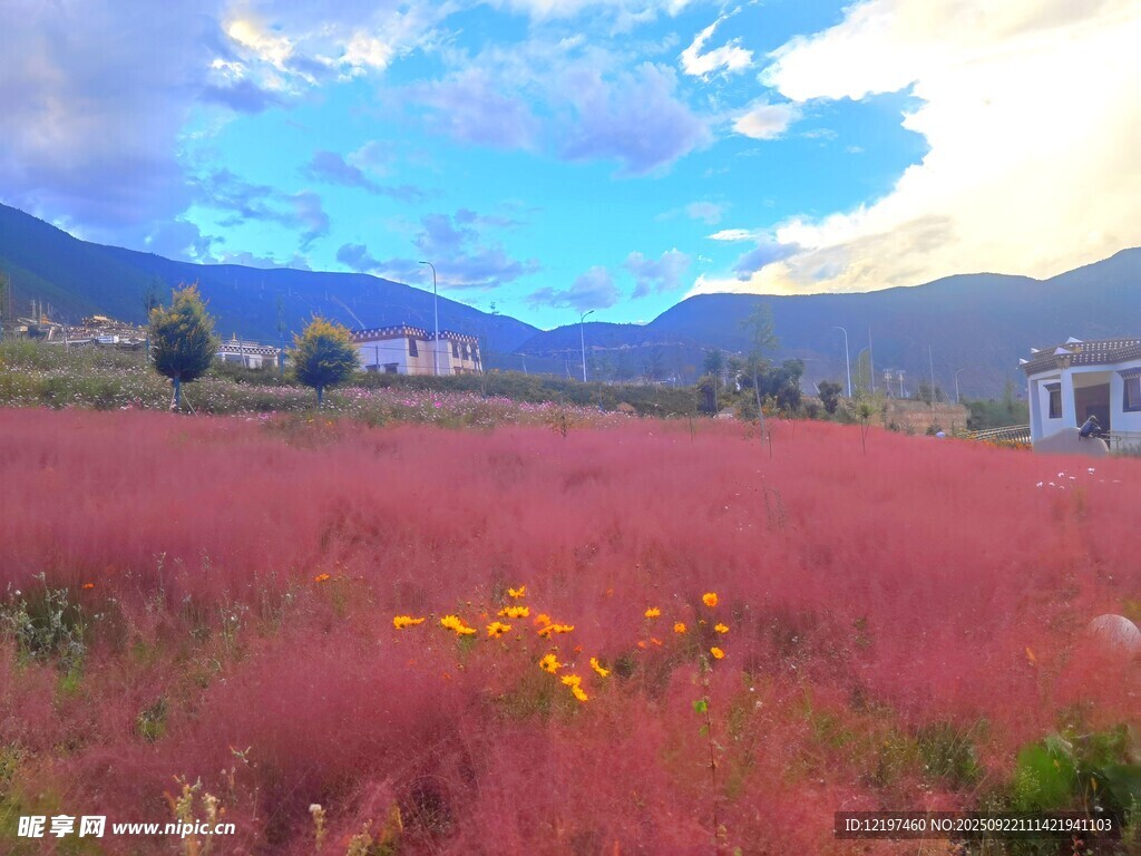 浪漫粉紅花海與遠(yuǎn)山美景
