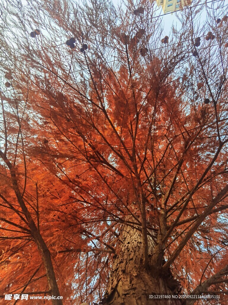 秋日紅杉樹美景