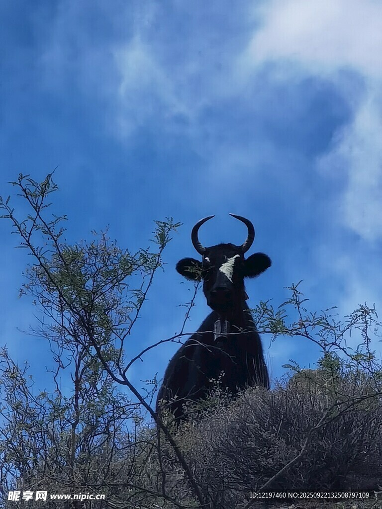 山坡上的牛與藍(lán)天植被