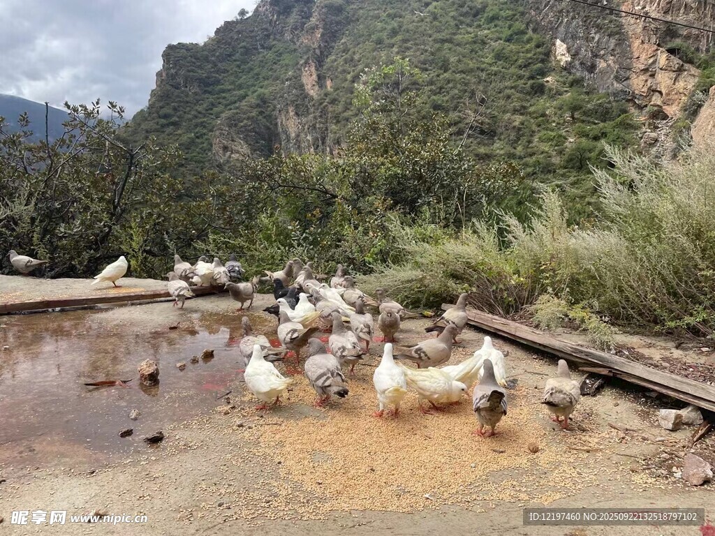 溪邊群鴨嬉戲的自然景象