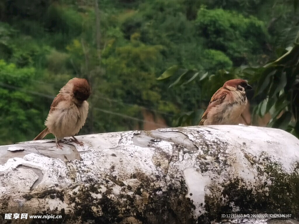 三只麻雀立于樹干上