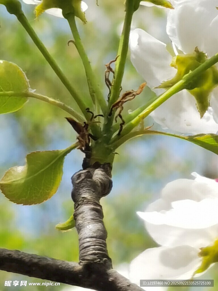 梨花枝頭特寫